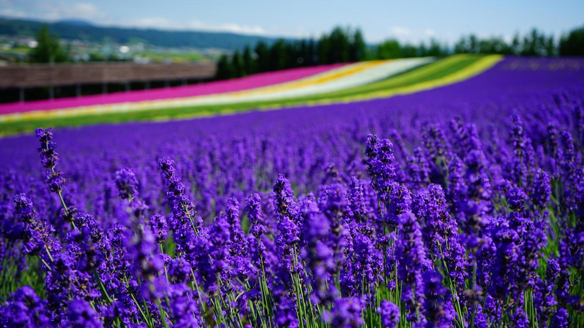 Furano Natulux Hotel Zewnętrze zdjęcie